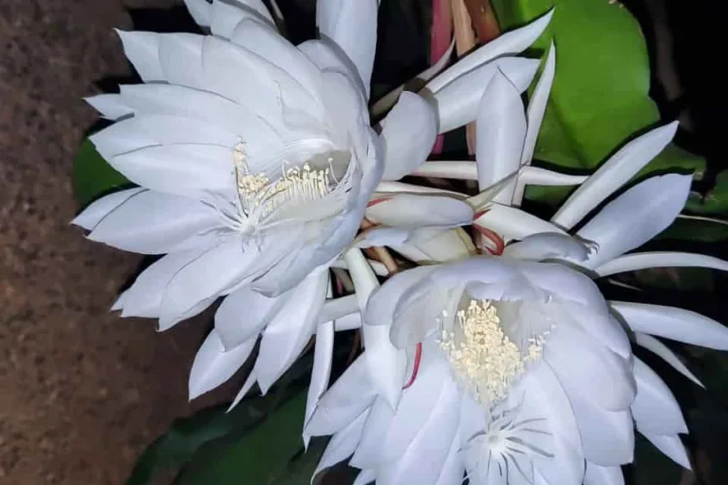 Queen of the Night Flower Meaning: Why This Rare Bloom Lasts Only One Night