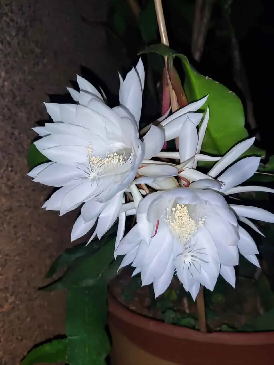 Queen of the Night Flower Meaning: Why This Rare Bloom Lasts Only One Night