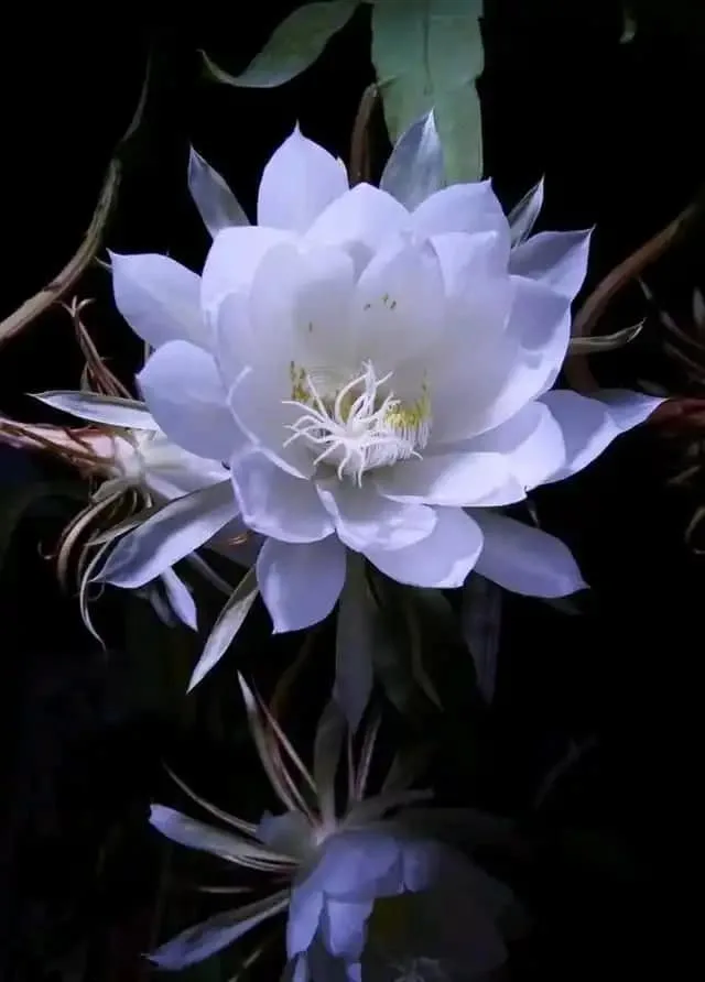 Queen of the Night Flower Meaning: Why This Rare Bloom Lasts Only One Night