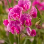 Sweet Pea Flower Meaning: Symbolism, History, and Garden Beauty