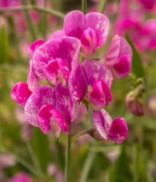 Sweet Pea Flower Meaning: Symbolism, History, and Garden Beauty
