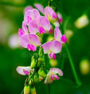 Sweet Pea Flower Meaning: Symbolism, History, and Garden Beauty