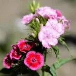 Sweet William Flower Meaning: Symbolism, Colors, and History