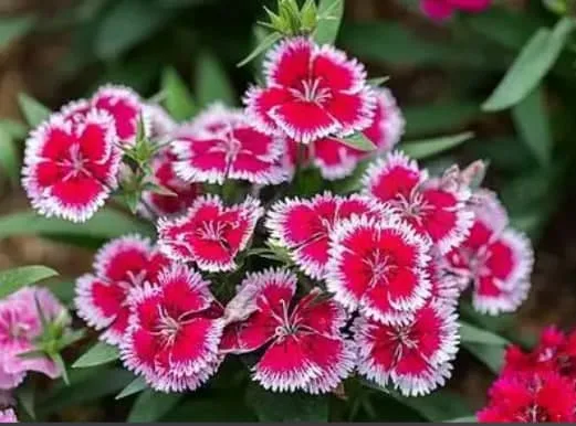 Sweet William Flower Meaning: Symbolism, Colors, and History