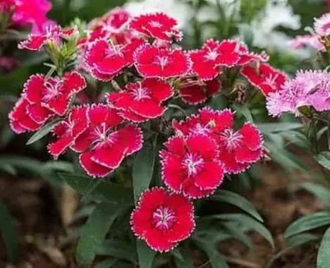 Sweet William Flower Meaning: Symbolism, Colors, and History