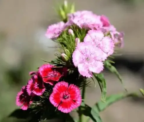 Sweet William Flower Meaning: Symbolism, Colors, and History