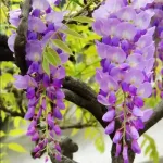 Wisteria Flower Meaning: Symbolism, Colors, and Cultural Significance