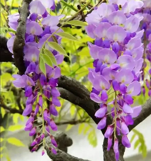 Wisteria Flower Meaning: Symbolism, Colors, and Cultural Significance