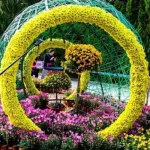 What Is Yellow Flower Day? Meaning, Symbolism of Yellow Flowers