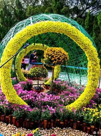 What Is Yellow Flower Day? Meaning, Symbolism of Yellow Flowers