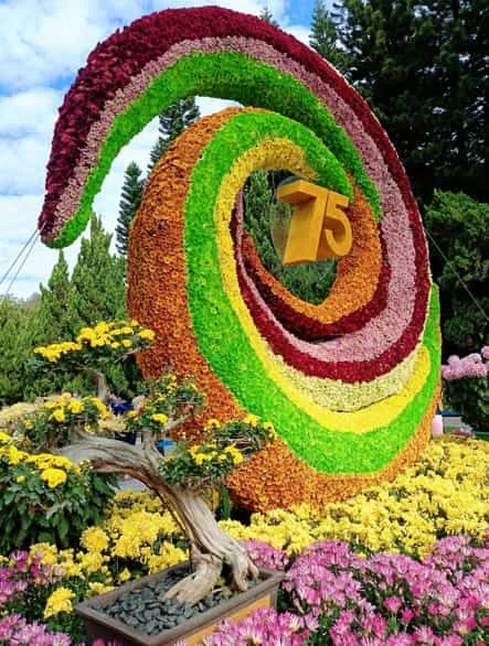 What Is Yellow Flower Day? Meaning, Symbolism of Yellow Flowers