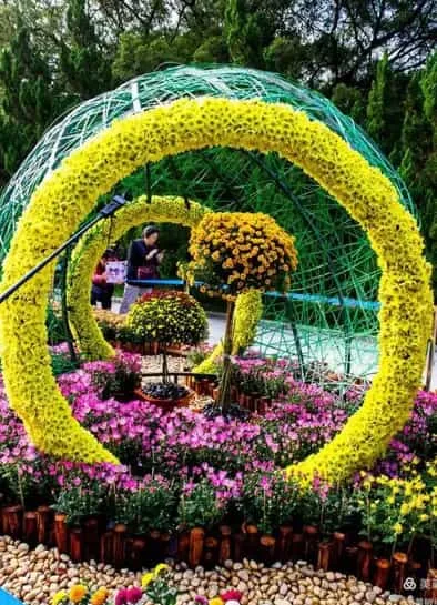 What Is Yellow Flower Day? Meaning, Symbolism of Yellow Flowers